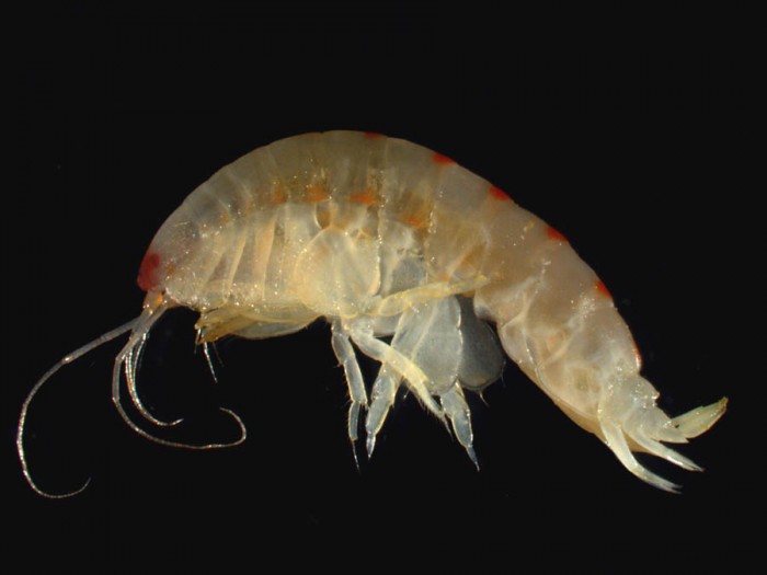 amphipod