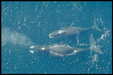 Bowhead whale