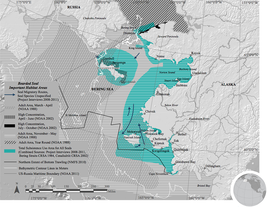 Bearded seal habitat