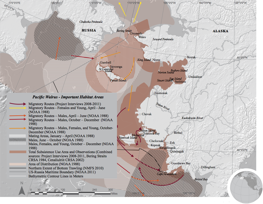 Pacific walrus habitat map