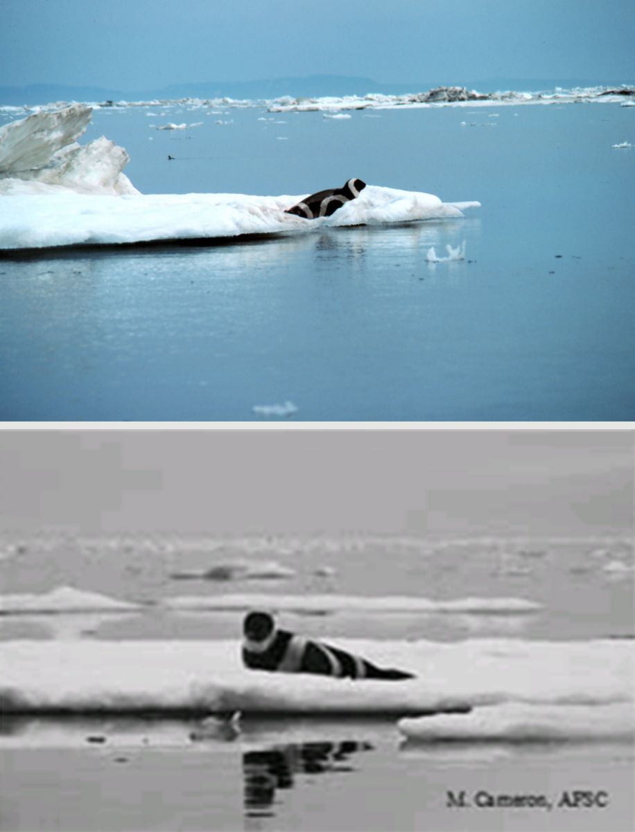 ribbon seal