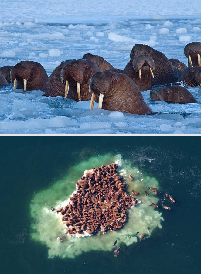 pacific walrus
