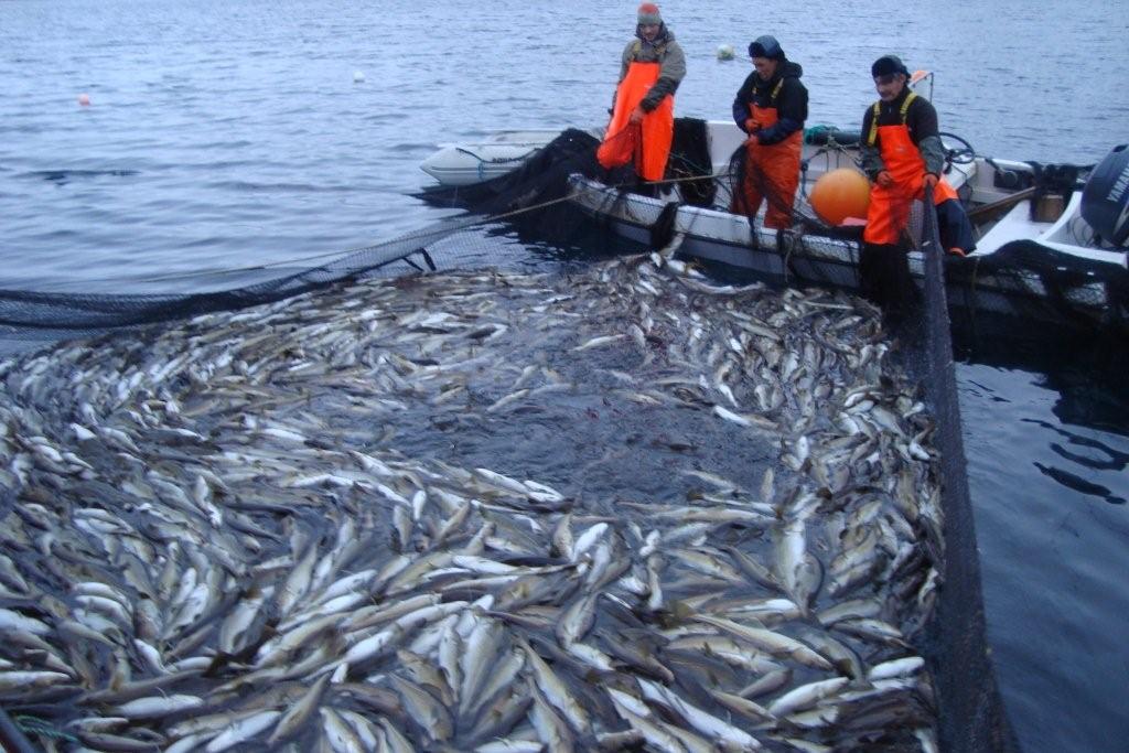 Atlantic Cod, Akunnaaq, early September 2010. Photo by Gerth Nielsen