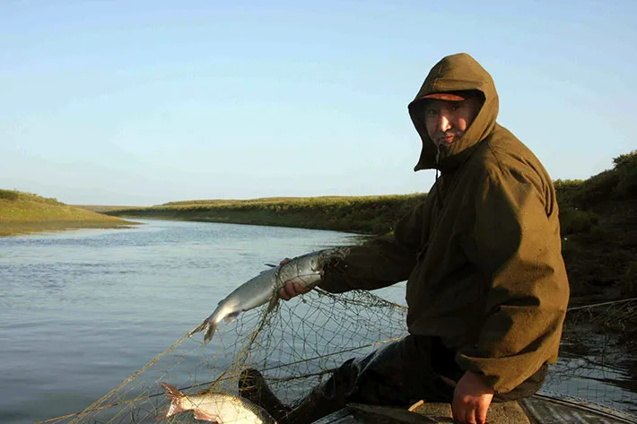 Vilen, the Turvaurgin chief fisherman at the fishing base of Chaigurginoo, shows a whitefish bitten by seagulls, August 2012.