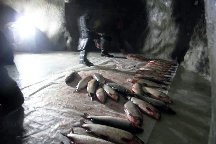 Solar powered hand-held lamps illuminate the underground permafrost storage facilities for caught fish at Chaigurginoo.