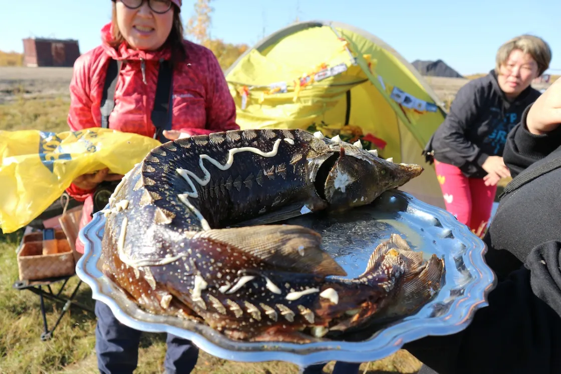 sturgeon harvested in Kolyma