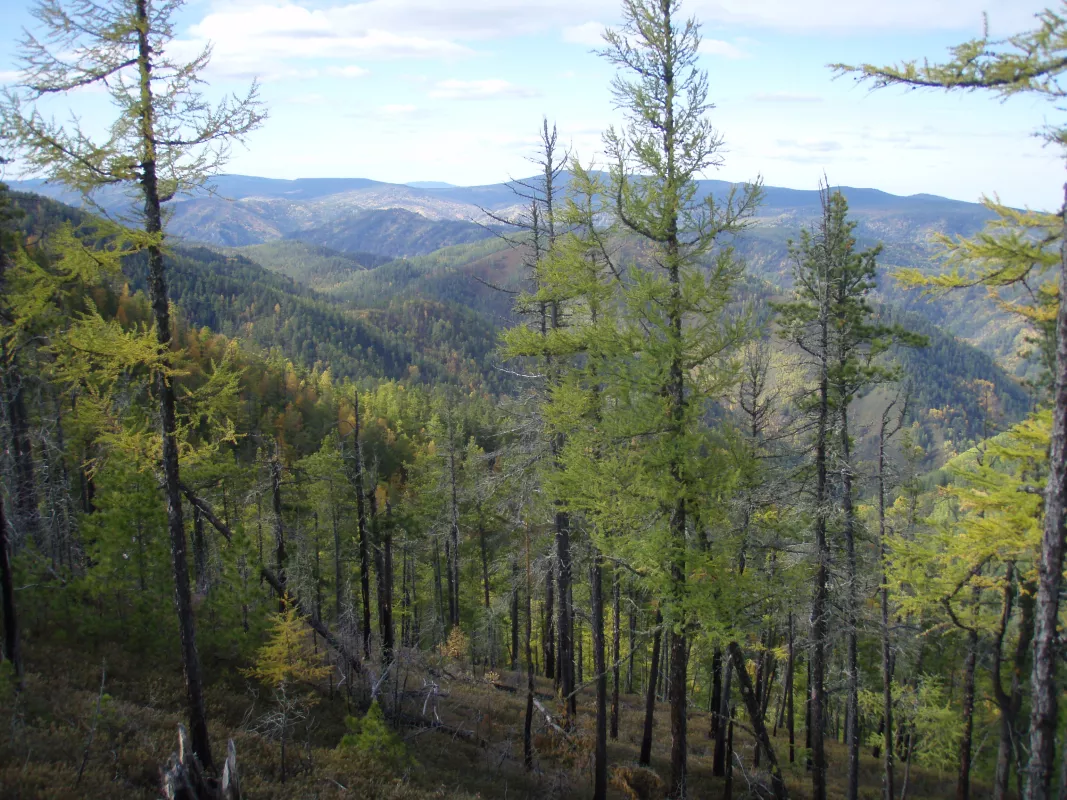 Taiga landscape in Siberia, Russia