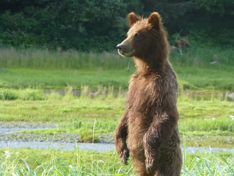 Standing Grizzly. US Forest Service, Tongass National Forest.