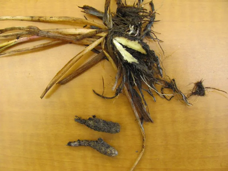 Dried eriophorum angustifolium