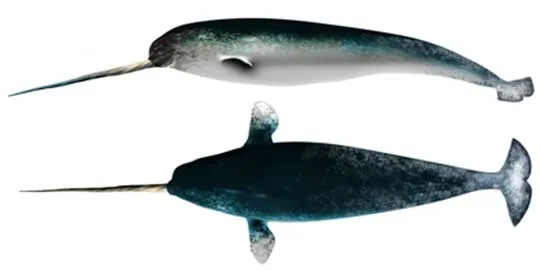 Illustration shows top and side views of a male narwhal. 