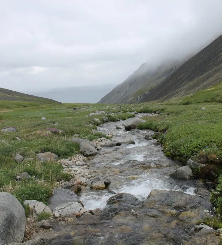 Akuliik Valley, Near Naukan, Where Many Plants Were Harvested