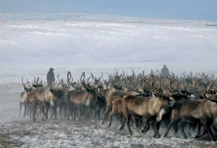 Photograph of a Nutendli reindeer herd. 