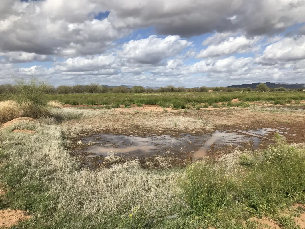 Water pools in a field at Tohono O'odham Community Action farm, where berms are used to hold water for irrigation.