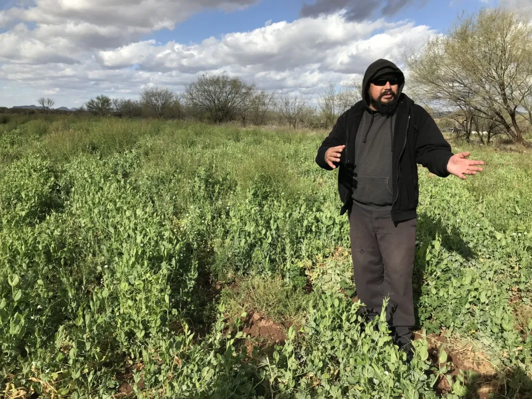 Gilbert Villegas, Jr., a farmer at Tohono O'odham Community Action, stands among the pea plants that are nearly ready for harvest. The plants are cultivated using traditional irrigation methods. 