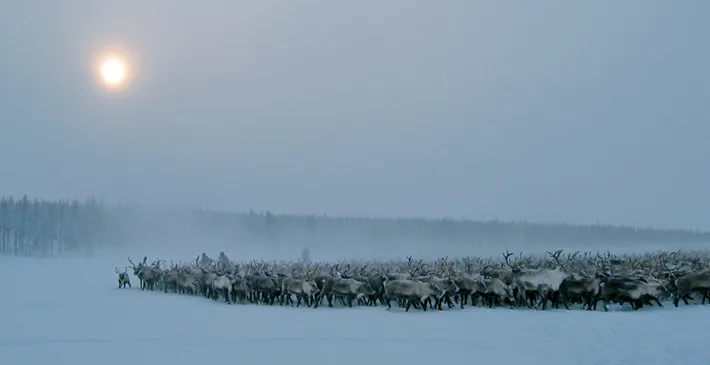 As of 2010, the Turvaurgin herd contained 14,000 reindeer. 
