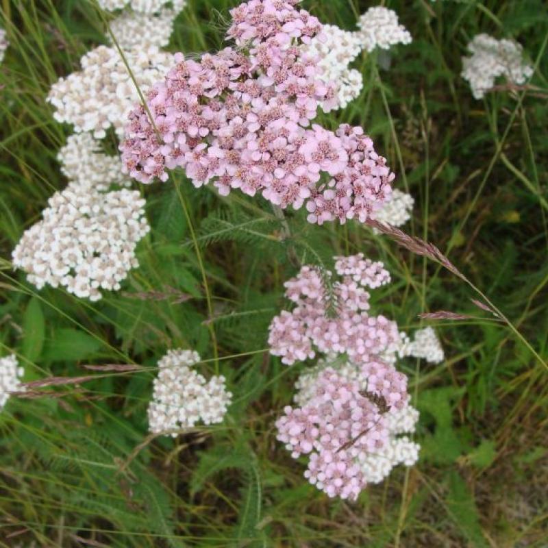 Achillea millefolium