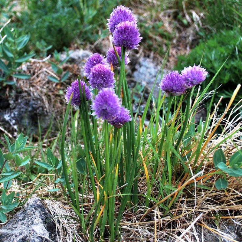 allium shoenoprasum