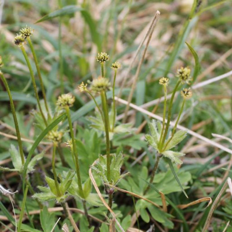 Anemone narcissiflora