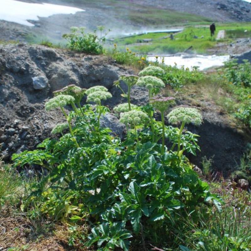 Angelica spp by the Lorino Hot Springs 