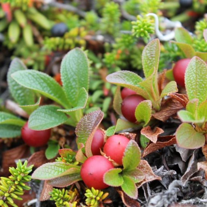 Arctostaphylos spp