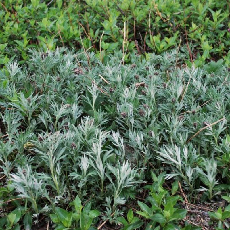 Artemisia tilesii