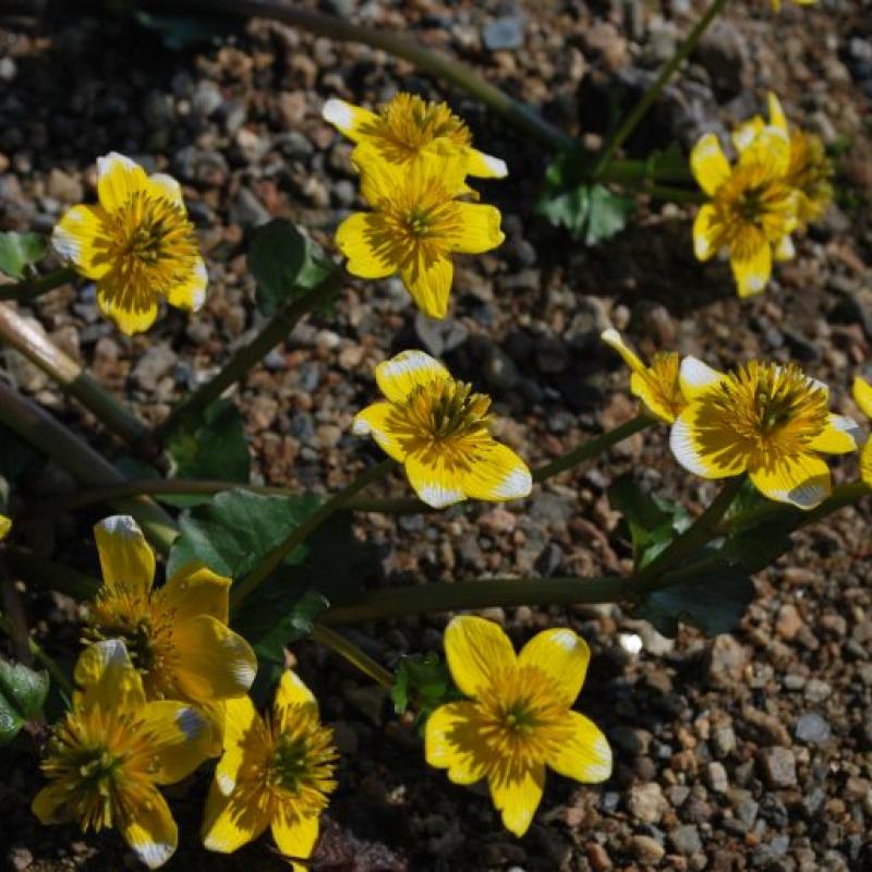 Caltha palustris