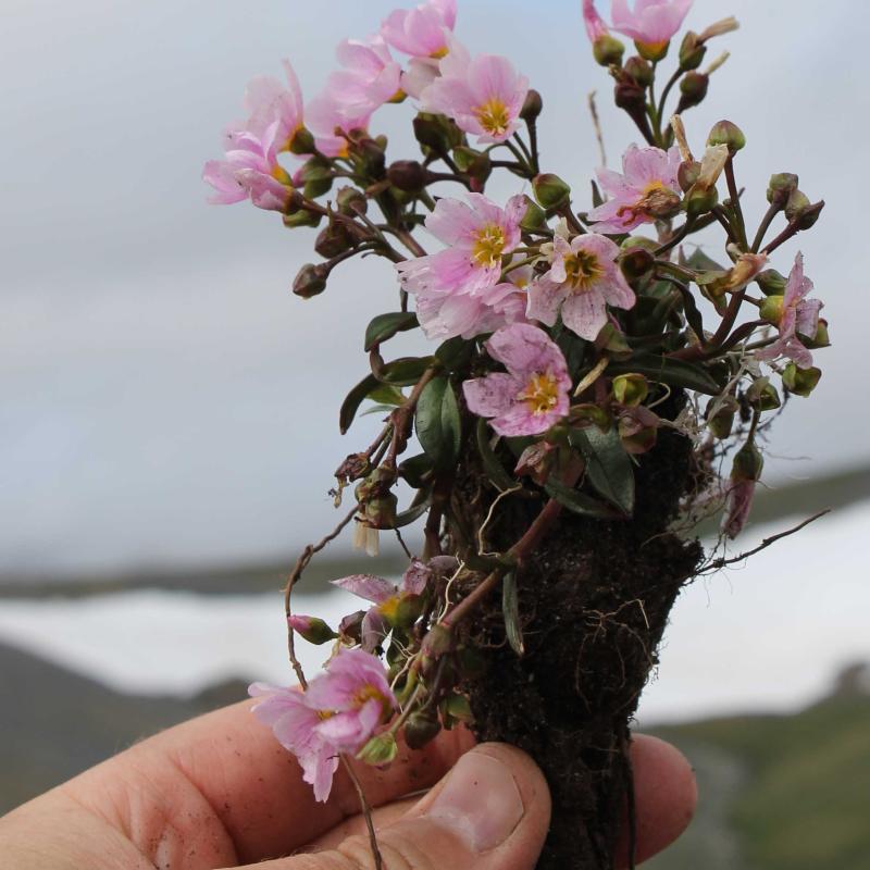 Claytonia acutifolia