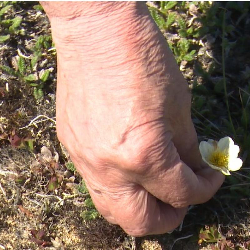 Dryas incisa