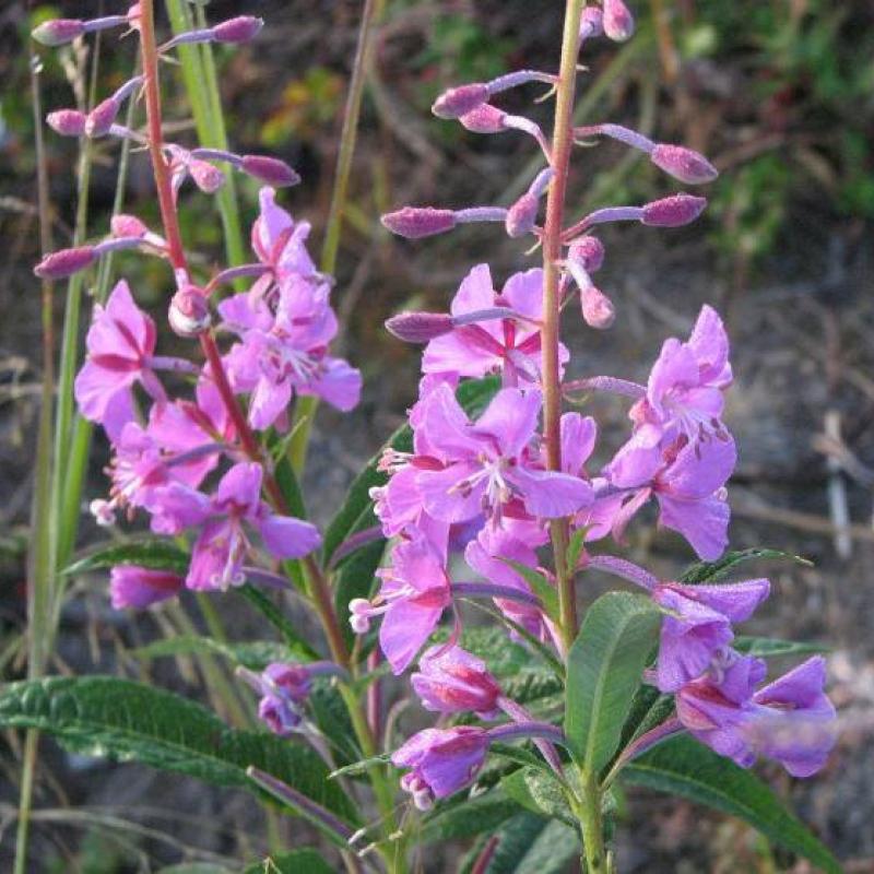 Epilobium angustifolium