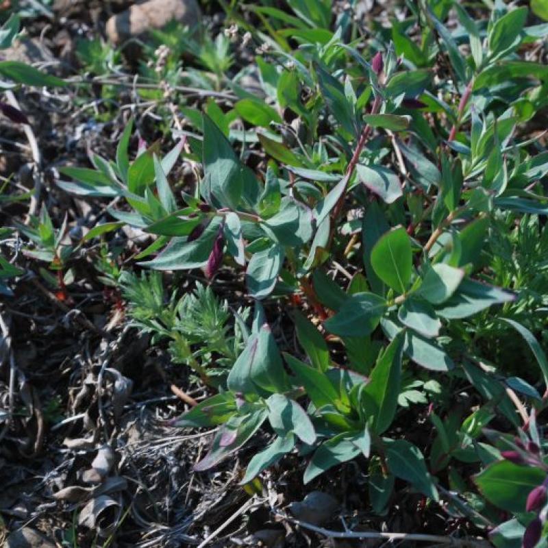 Epilobium latifolium