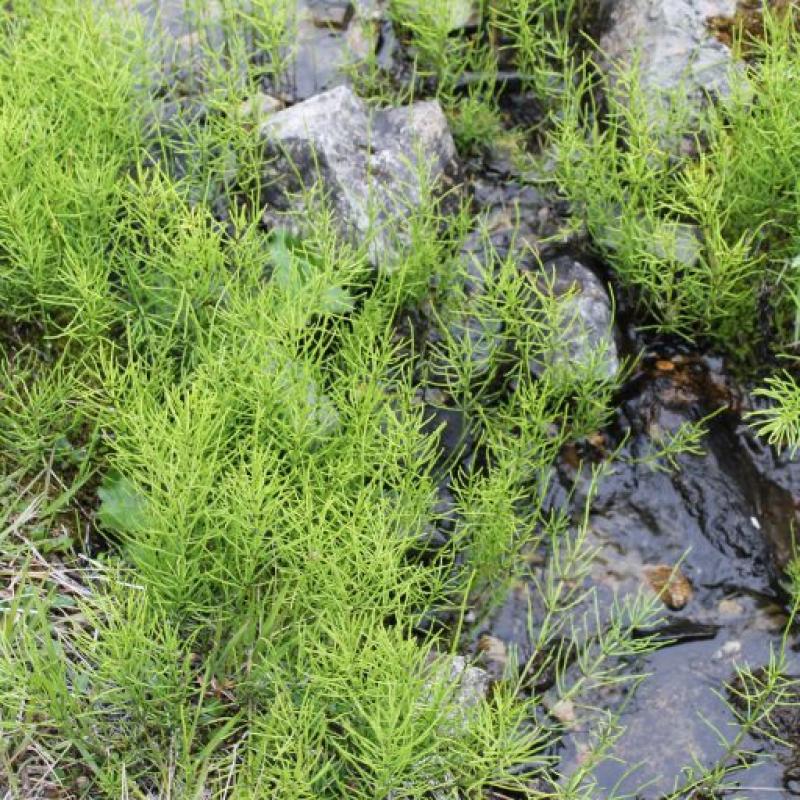 Equisetum arvense