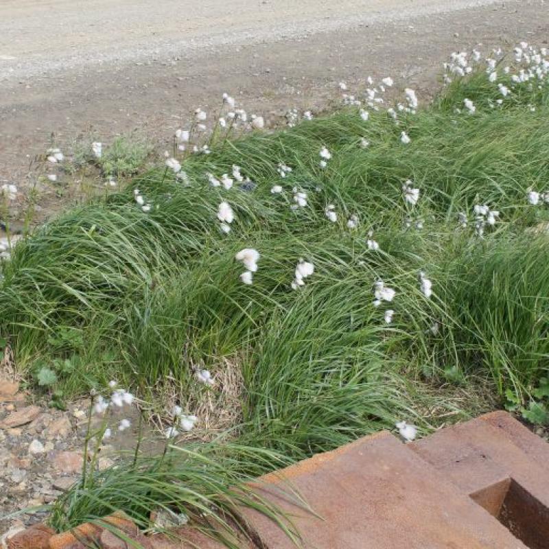 eriophorum angustifolium