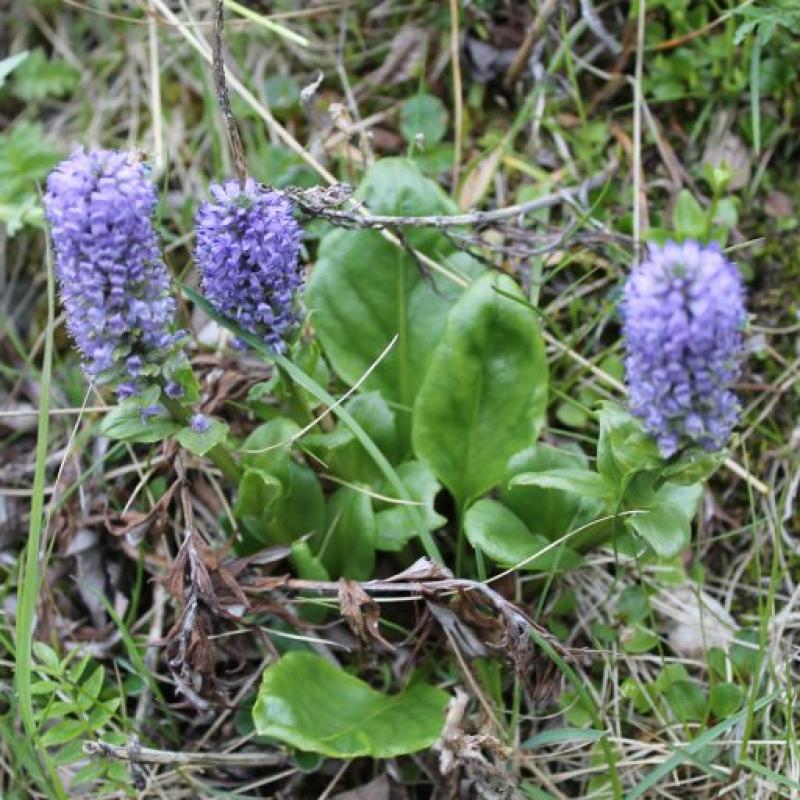 Lagotis glauca