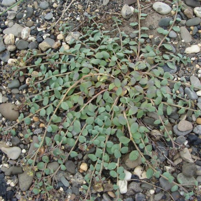 Mertensia maritima