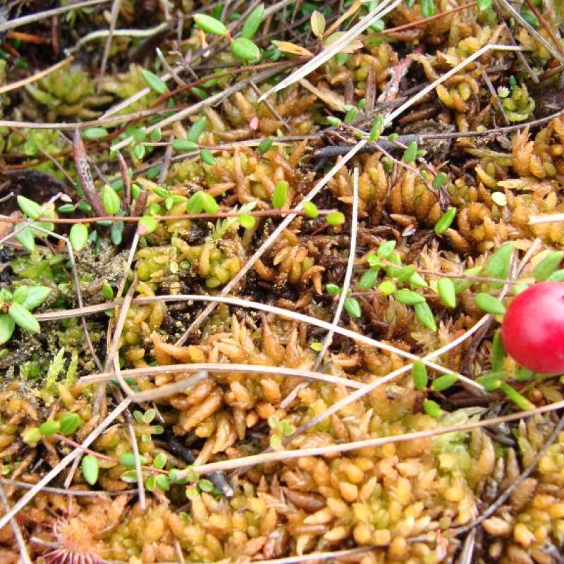 Vaccinium microcarpum