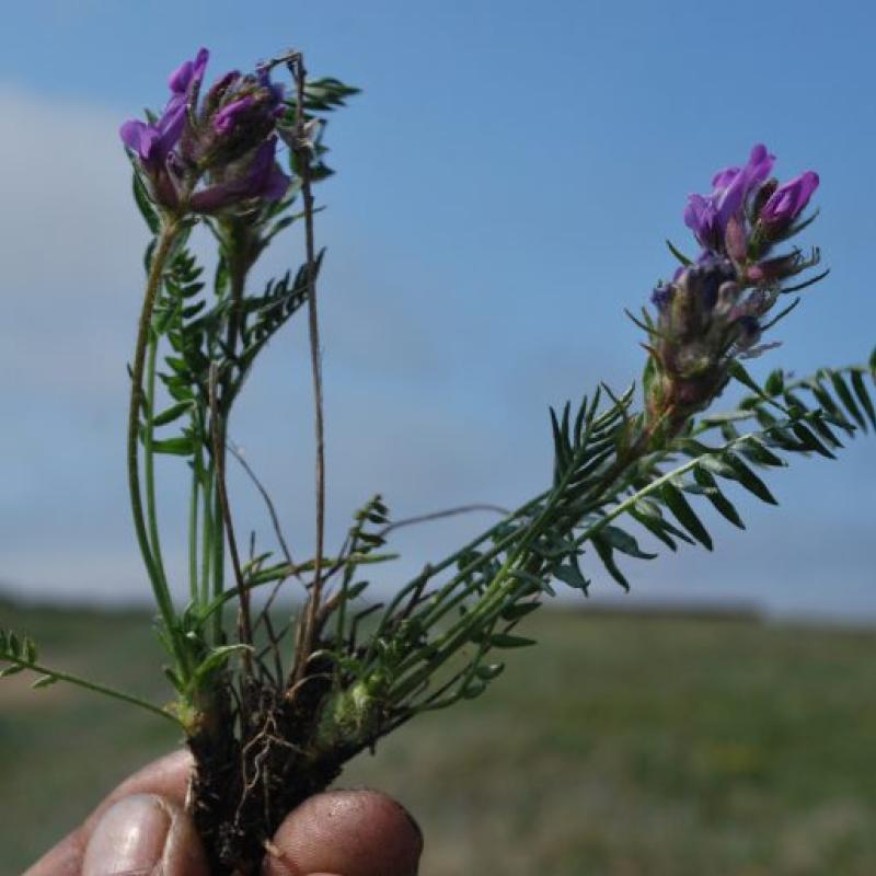 Oxytropis maydelliana