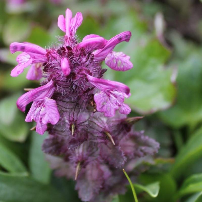 Pedicularis spp