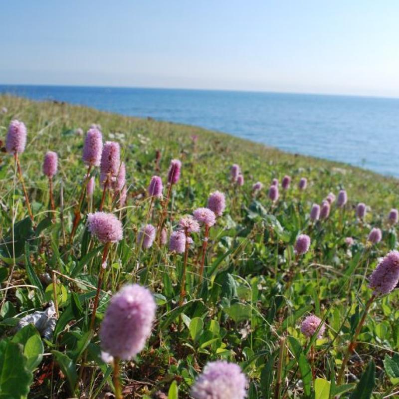 Persicaria bistorta