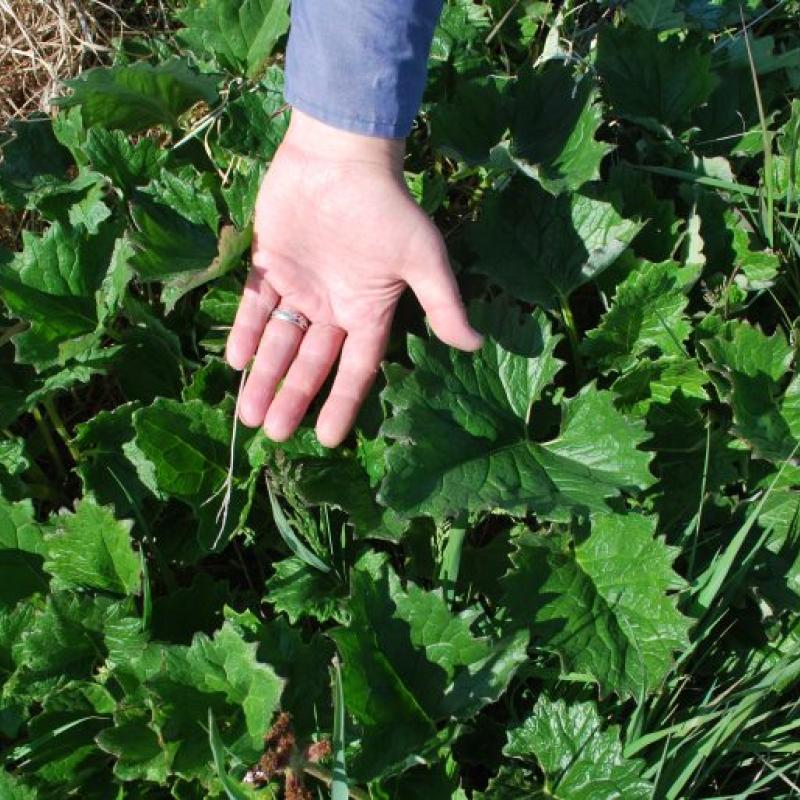 Petasites frigidus