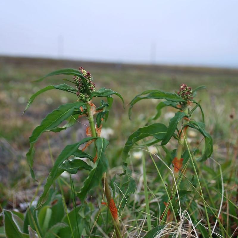 Polygonum tripterocarpum