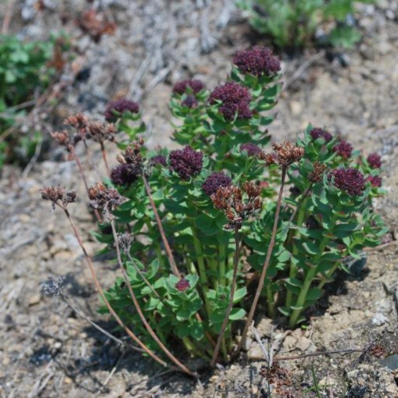 Rhodiola integrifolia