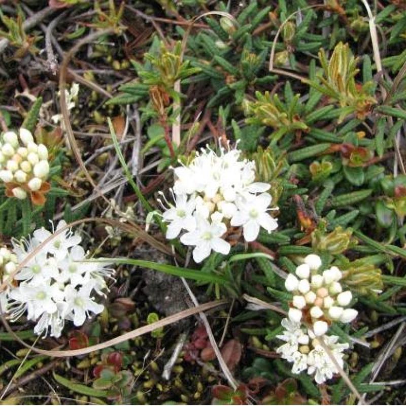 Rhododendron tomentosum