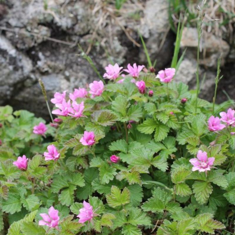 Rubus arcticus