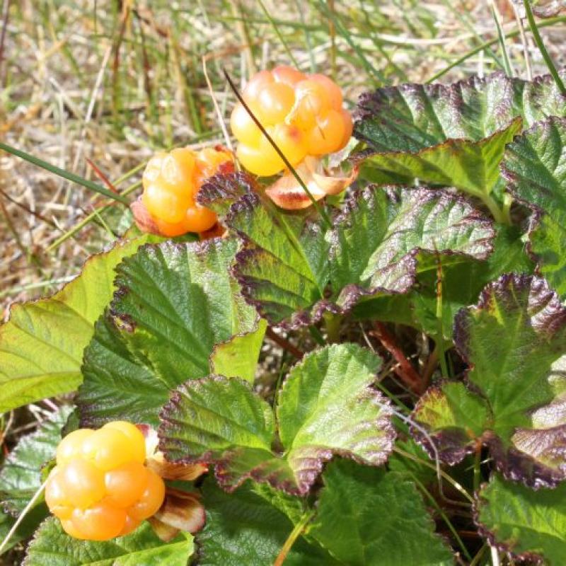 Rubus chamaemorus