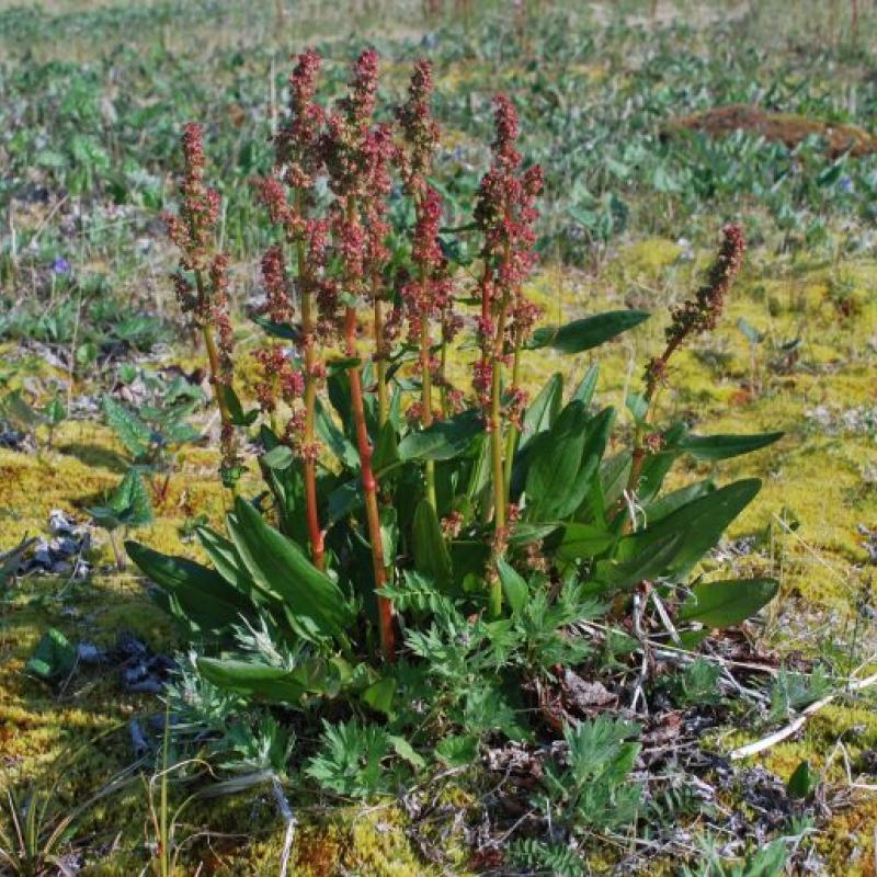 Rumex arcticus