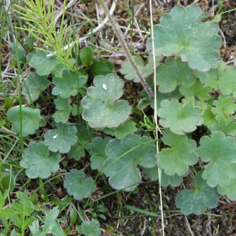 Saxifraga nelsoniana