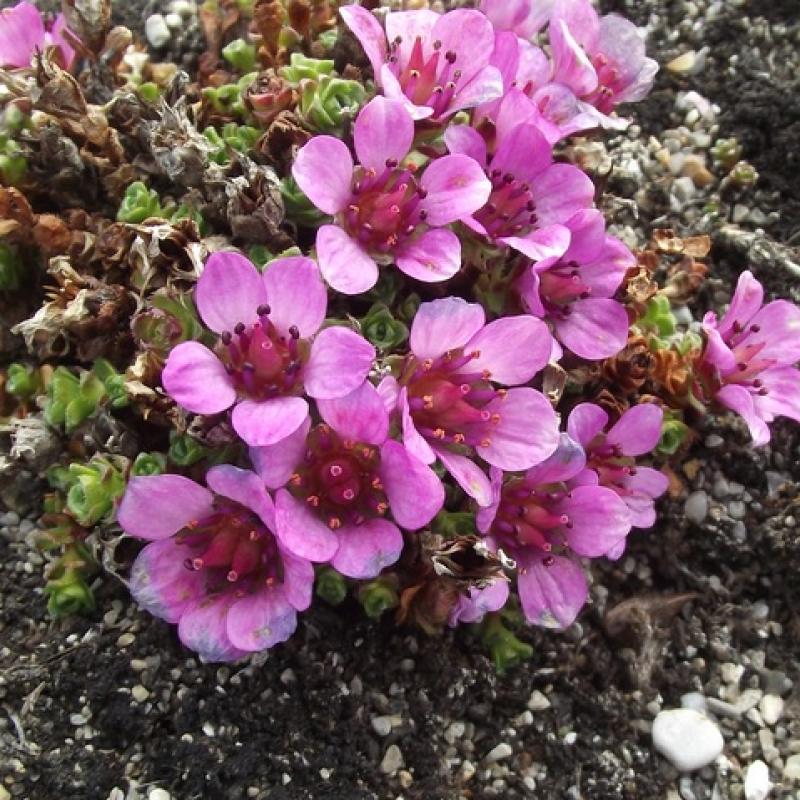 Saxifraga oppositifolia