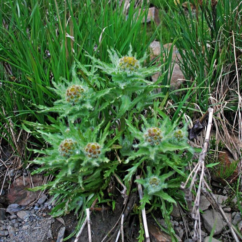 Senecio congestus