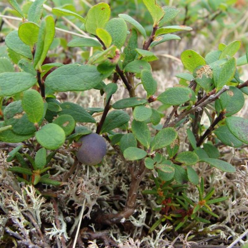 Vaccinium uliginosum