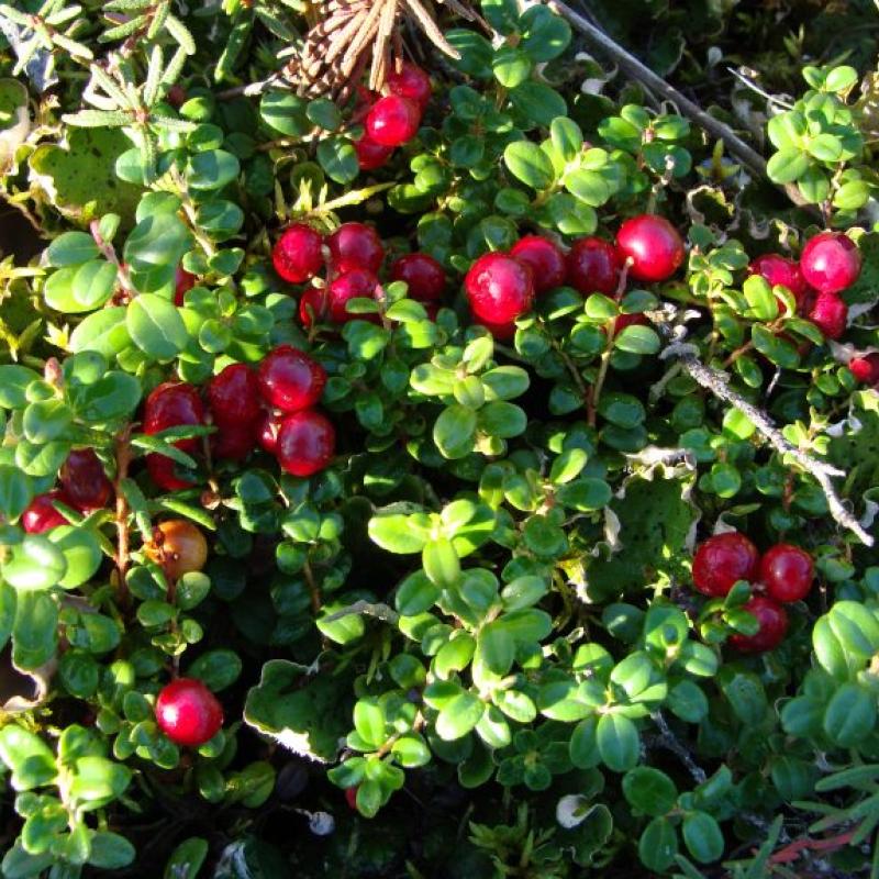 Vaccinium vitis-idaea